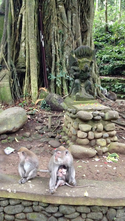 Monkeys; Not As Sweet As They Look. - Small World Goods